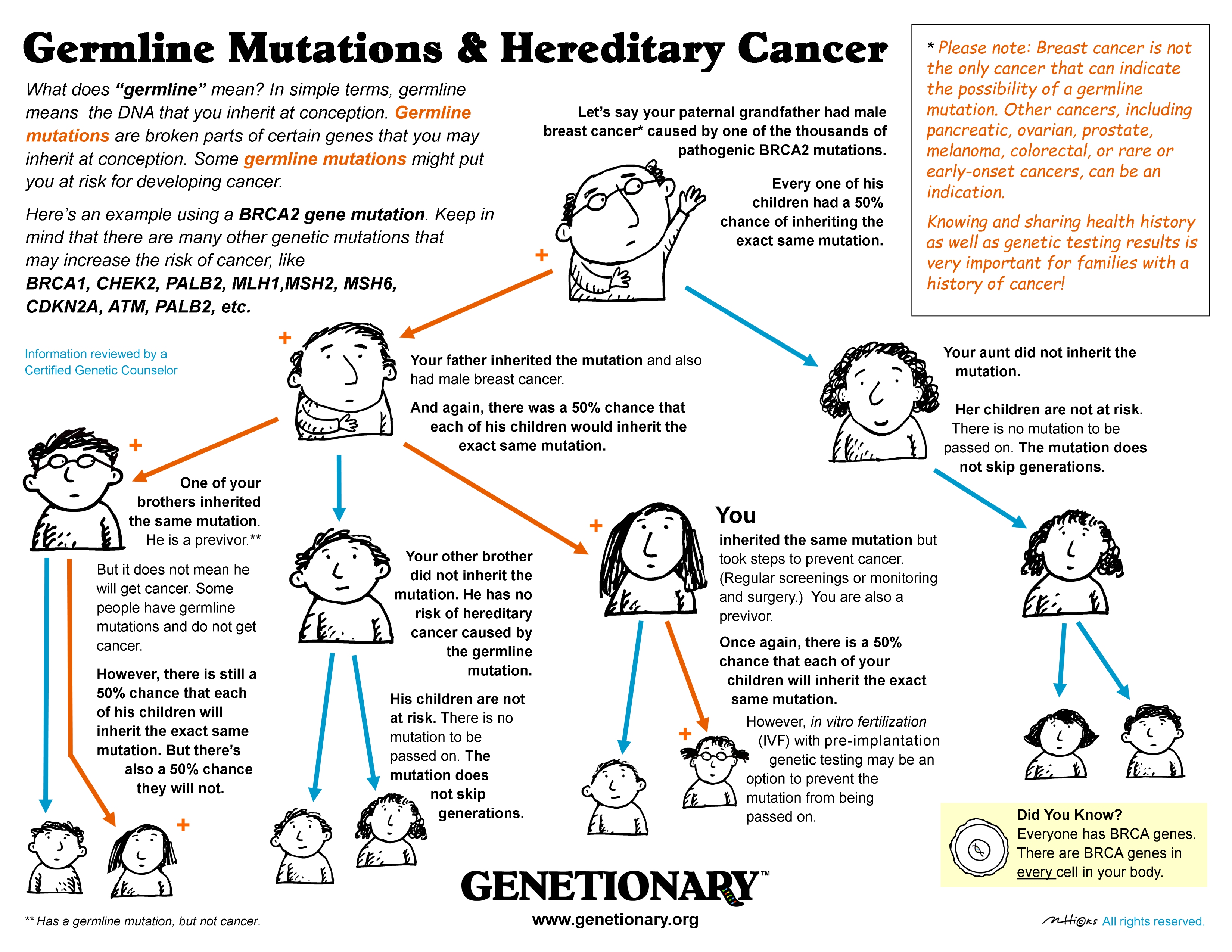 Germline mutations illustration